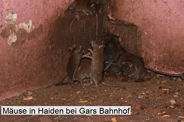 Mäuse in Haiden bei Gars Bahnhof